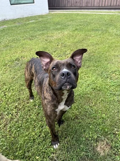 An adult large-sized female Terrier dog named Cherry for adoption in Miami, FL