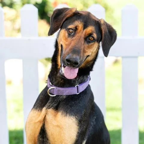 An adult large-sized male Doberman Pinscher dog named Samson for adoption in Camarillo, CA