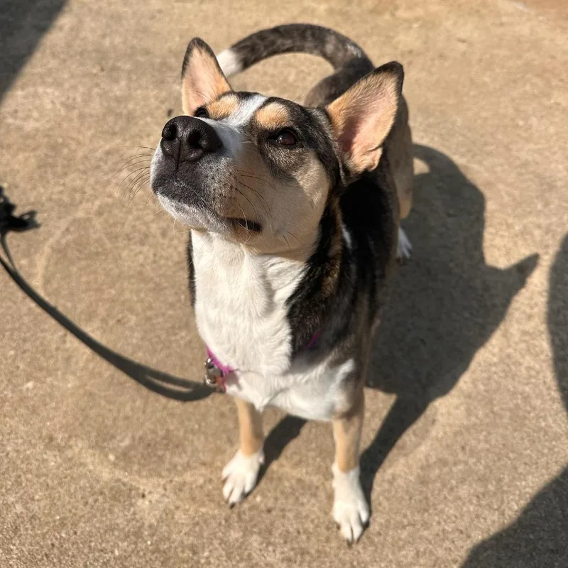 An adult medium-sized female Brown / Chocolate Shepherd dog named Didi for adoption in Greenville, SC