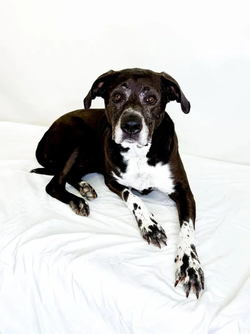 An adult large-sized female Black Pit Bull Terrier dog named Rogue for adoption in Bixby, OK