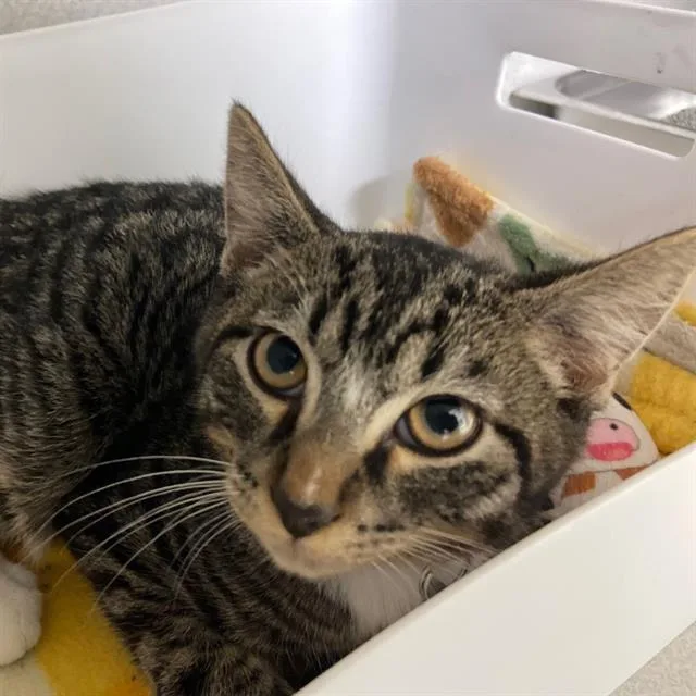 A baby small-sized male Domestic Short Hair cat named Drumstick for adoption in Aurora, CO