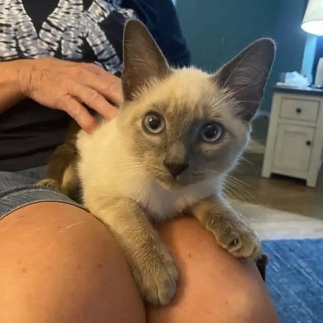 A baby small-sized male Buff / Tan / Fawn Siamese cat named Azul for adoption in Pittsburg, KS