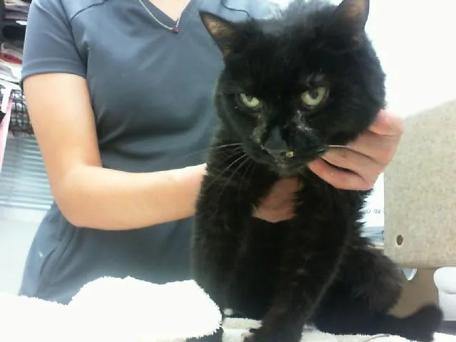 A senior medium-sized female Domestic Short Hair cat named Chance for adoption in Albuquerque, NM