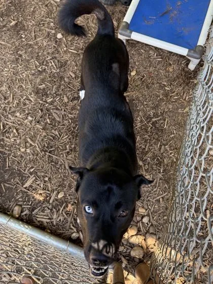 A young large-sized male American Staffordshire Terrier dog named Gru for adoption in Cumming, GA