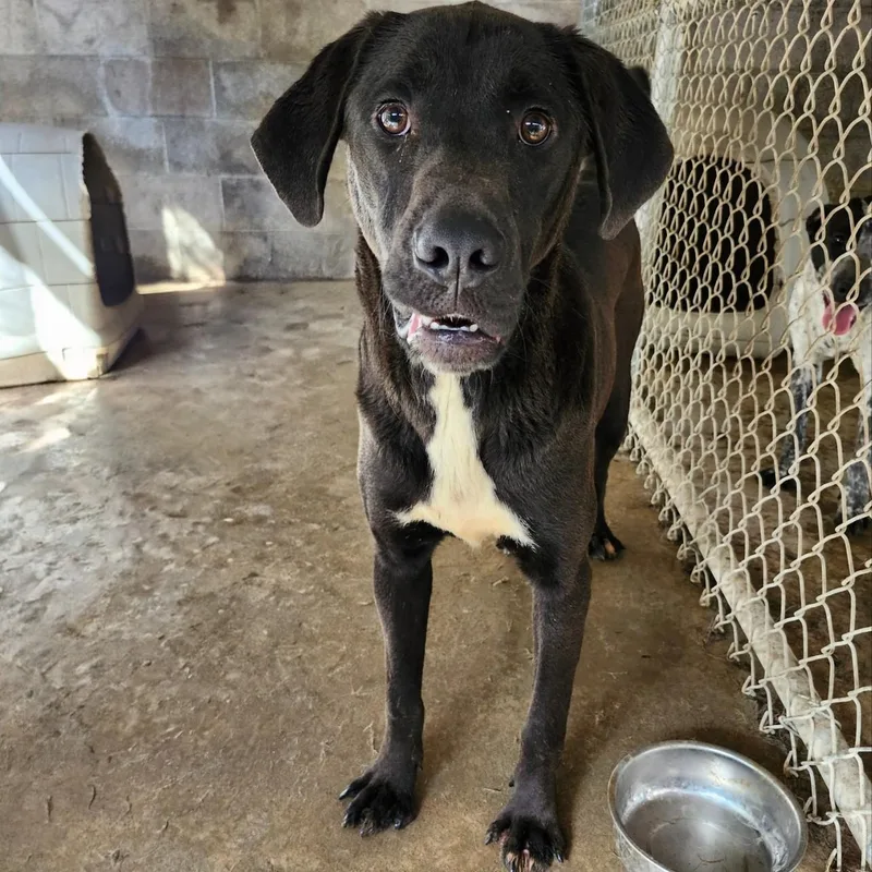 A young medium-sized male Black Hound dog named Hamhock for adoption in Chicopee, MA