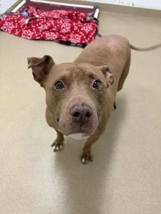 A senior large-sized female Mixed Breed dog named Peaches for adoption in North Miami Beach, FL