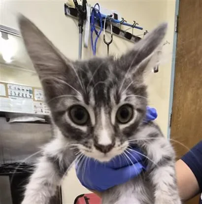A baby small-sized male Domestic Short Hair cat named Vivaldi for adoption in Fremont, CA
