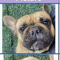 A young small-sized female Yellow / Tan / Blond / Fawn French Bulldog dog named Tina for adoption in Tacoma, WA