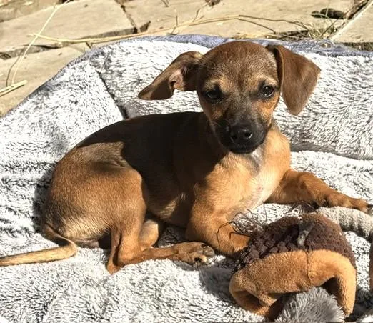 A young small-sized female Chihuahua dog named Sage for adoption in Santa Rosa, CA
