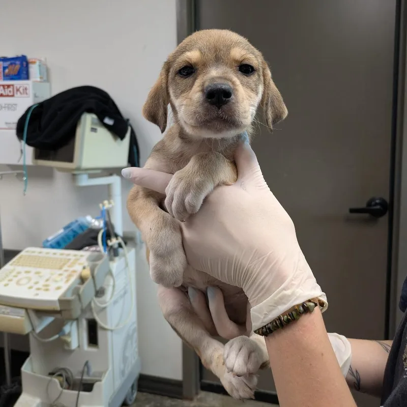 A baby small-sized female Yellow / Tan / Blond / Fawn Black Mouth Cur dog named Pink for adoption in Cleveland, MS