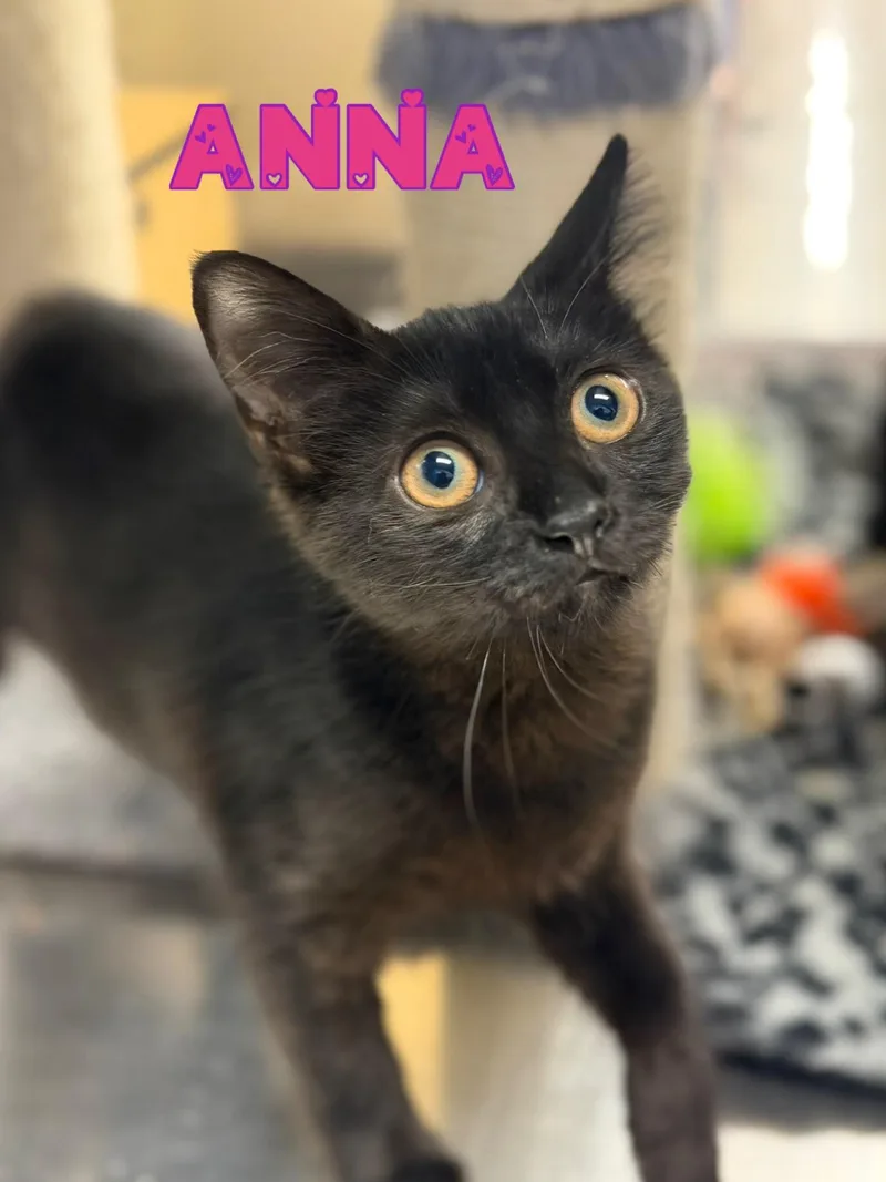 A baby medium-sized female Black Domestic Short Hair cat named Anna for adoption in Spring Lake, NJ