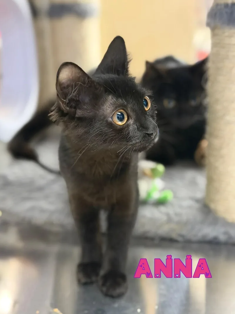 Anna thumbnail 2