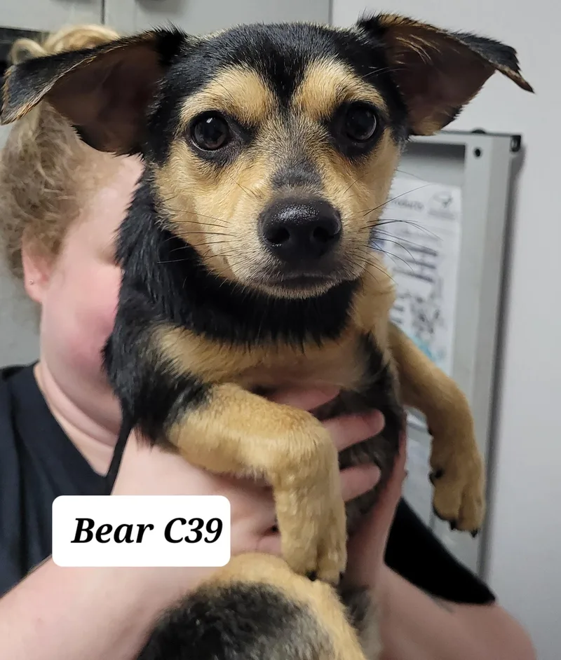 An adult small-sized male Black Chihuahua dog named Bear for adoption in Morganton, NC