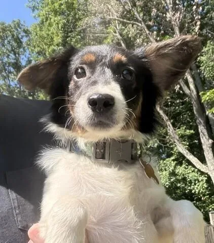 A baby small-sized male Tricolor (Brown, Black, & White) Australian Shepherd dog named Pup Jazzy for adoption in Washington, DC