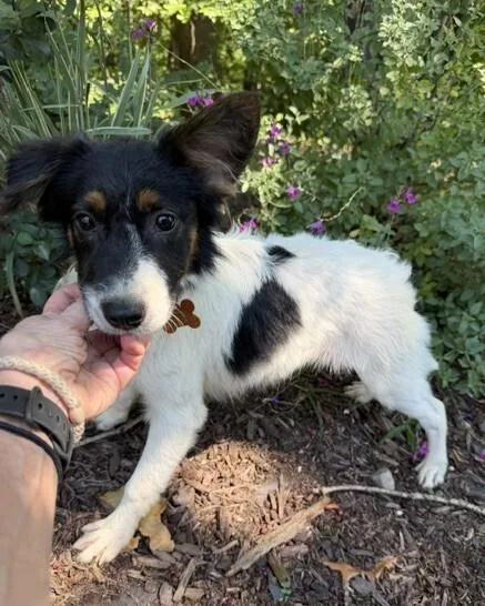 Pup Jazzy thumbnail 6