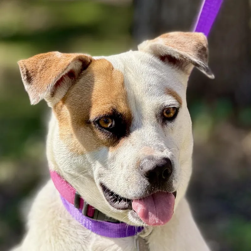 An adult medium-sized female White / Cream Boxer dog named Jewel for adoption in Hondo, TX