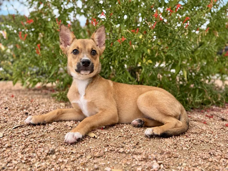 A young small-sized female Terrier dog named Lexi for adoption in Helotes, TX