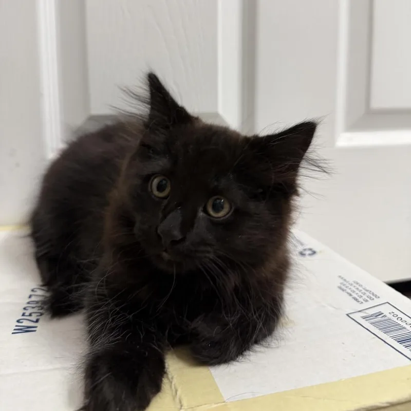 A baby small-sized female Black American Shorthair cat named Ginko for adoption in Springfield, MO