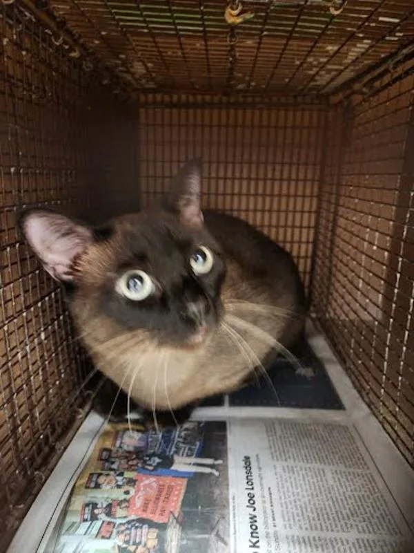 An adult large-sized female Siamese cat named Nico Robin for adoption in Austin, TX