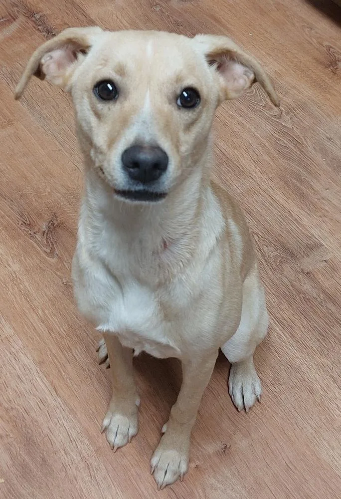 An adult small-sized female White / Cream Whippet dog named Clarice for adoption in Boston, MA