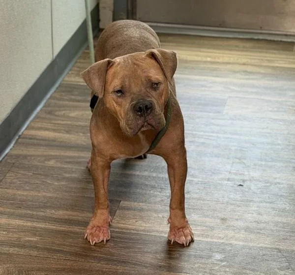 An adult medium-sized female Pit Bull Terrier dog named Fawn for adoption in San Diego, CA