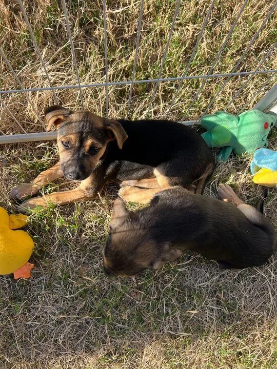 Buttercup thumbnail 2