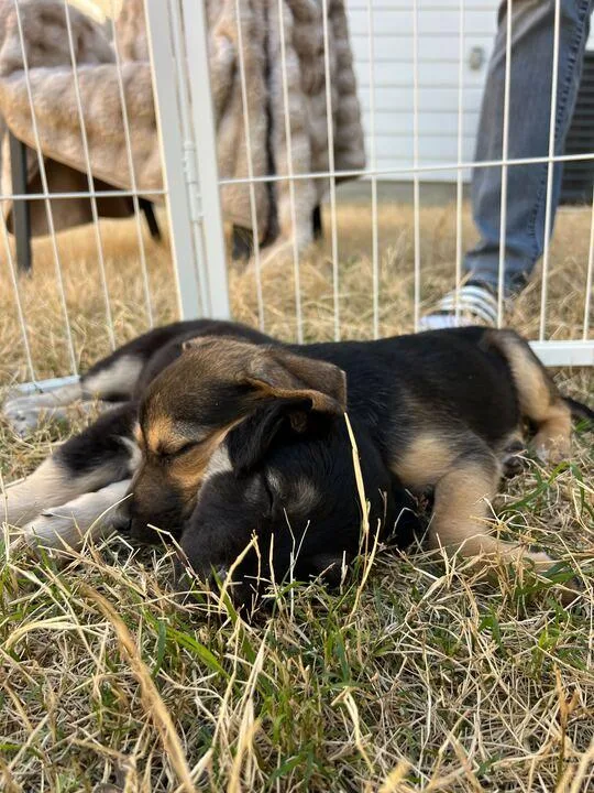 Buttercup thumbnail 5