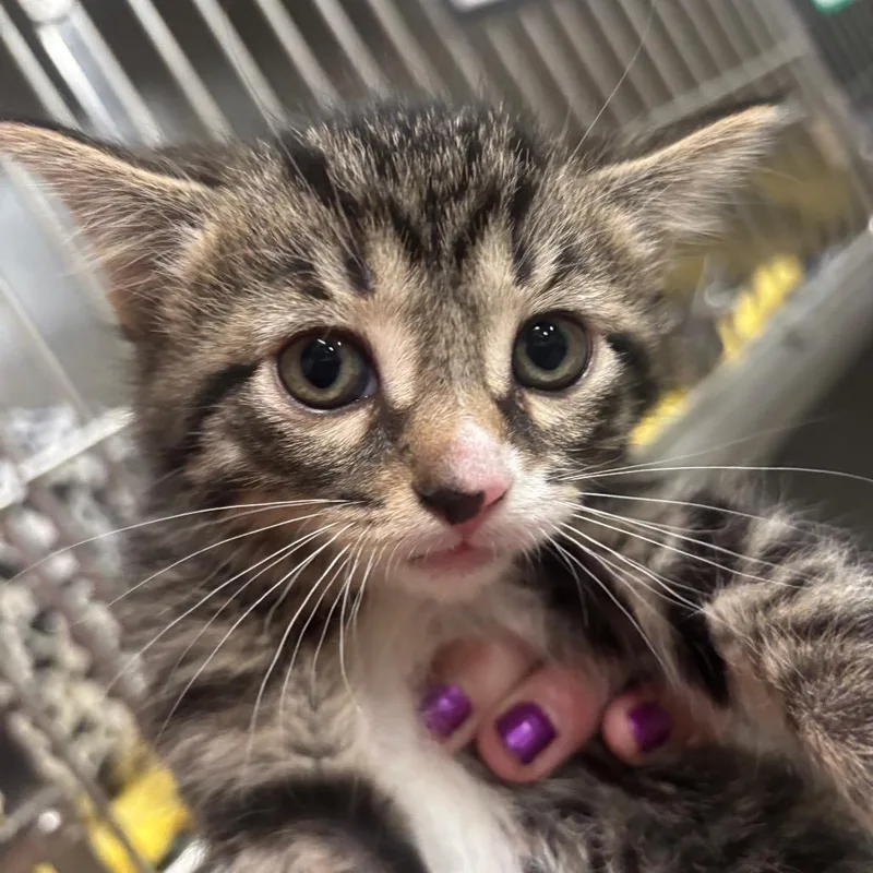A baby small-sized female Buff / Tan / Fawn Domestic Short Hair cat named Sriracha C for adoption in Napoleon, OH