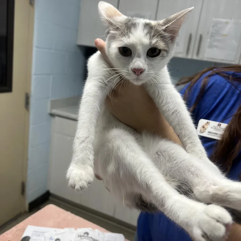 A baby medium-sized female Domestic Short Hair cat named Slime for adoption in Riverside, CA