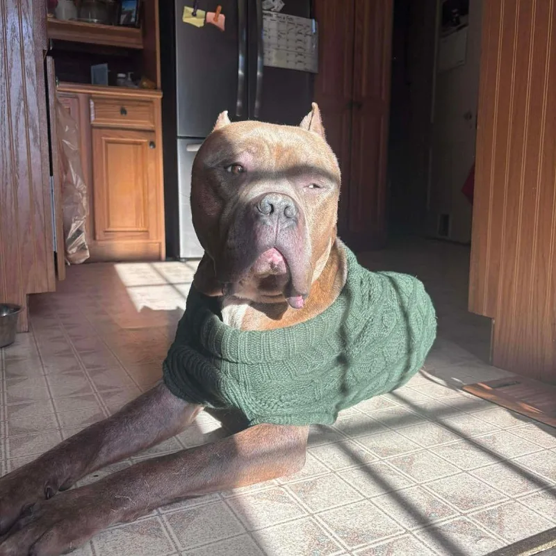 Cantaloupe thumbnail 2