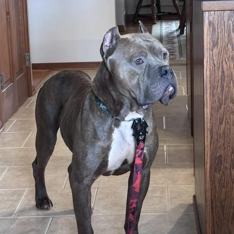 Cantaloupe thumbnail 4