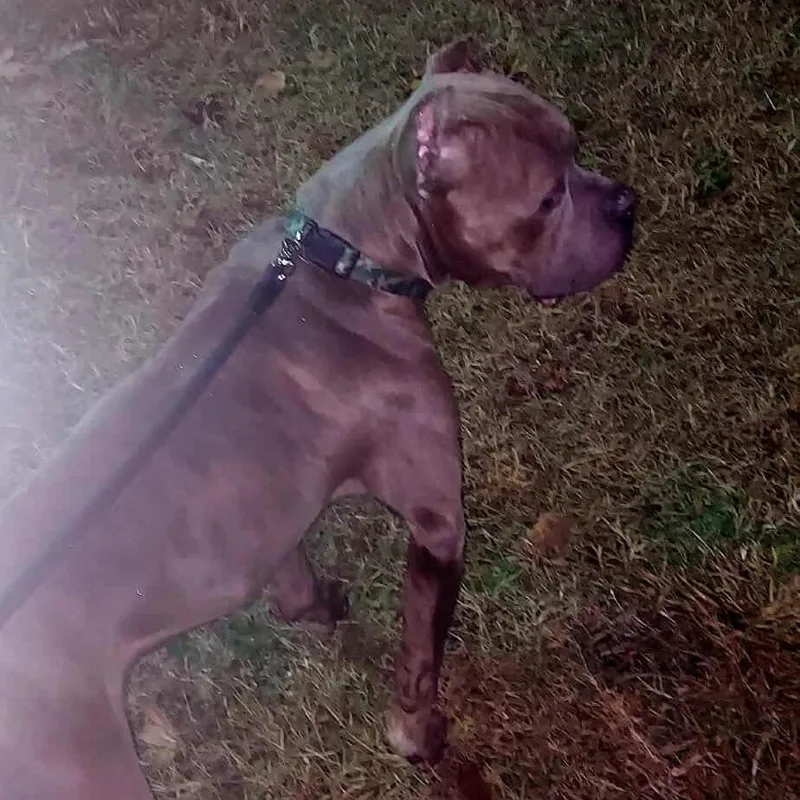 Cantaloupe thumbnail 5