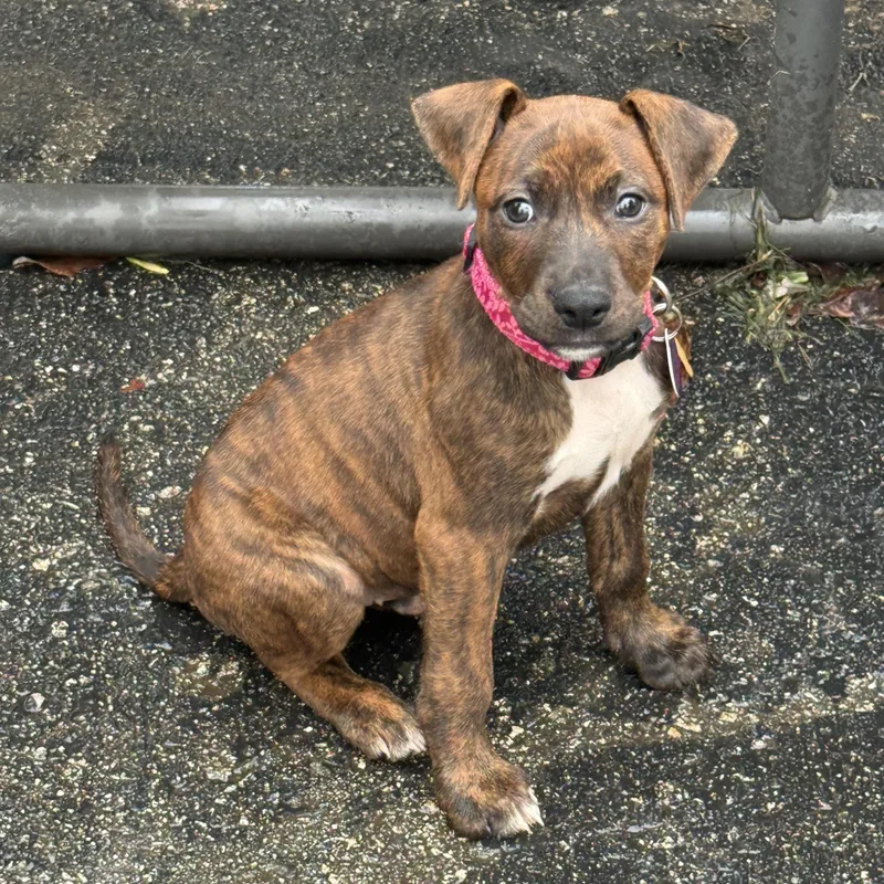 A baby small-sized female Brindle Labrador Retriever dog named Harley for adoption in Greensboro, NC