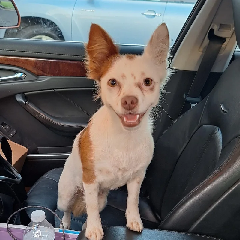A young small-sized female Chihuahua dog named Sky for adoption in Mobile , AL