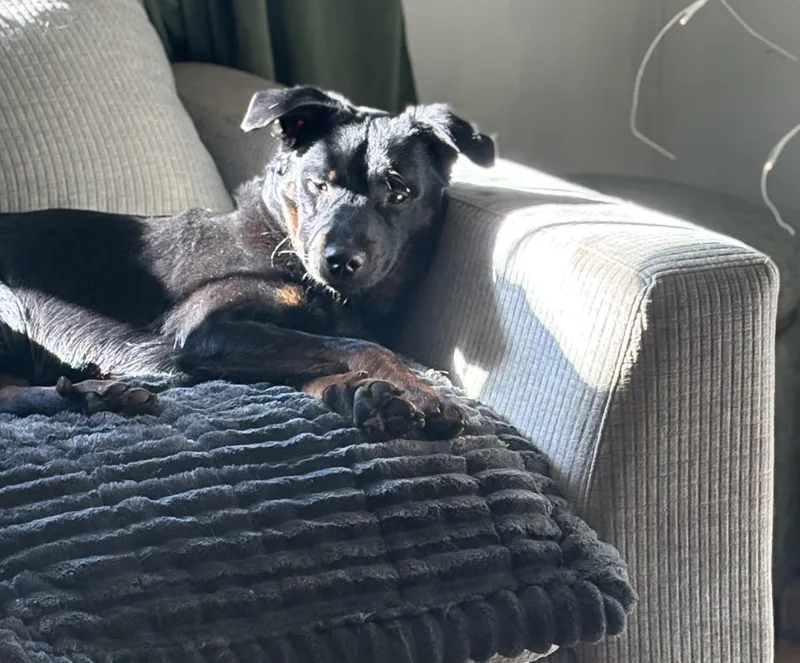 Seamus Ronan thumbnail 3