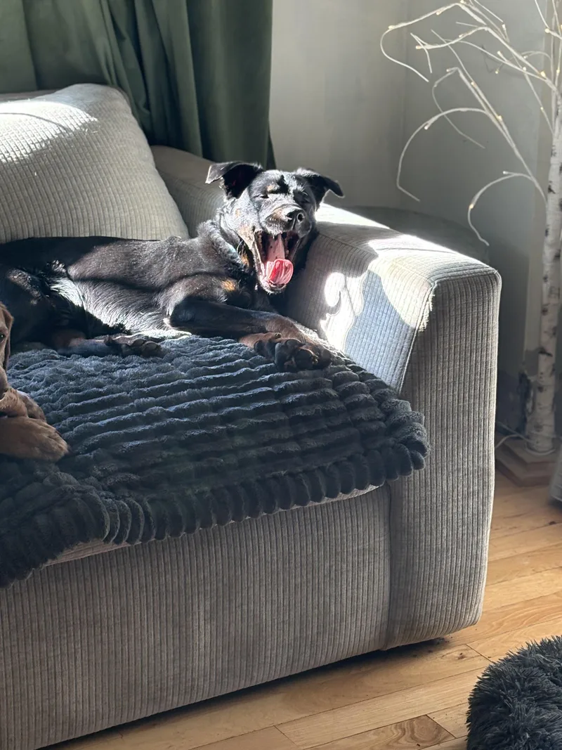 Seamus Ronan thumbnail 4