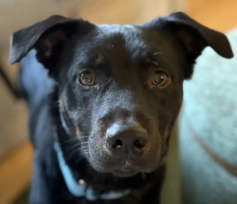 Seamus Ronan thumbnail 6