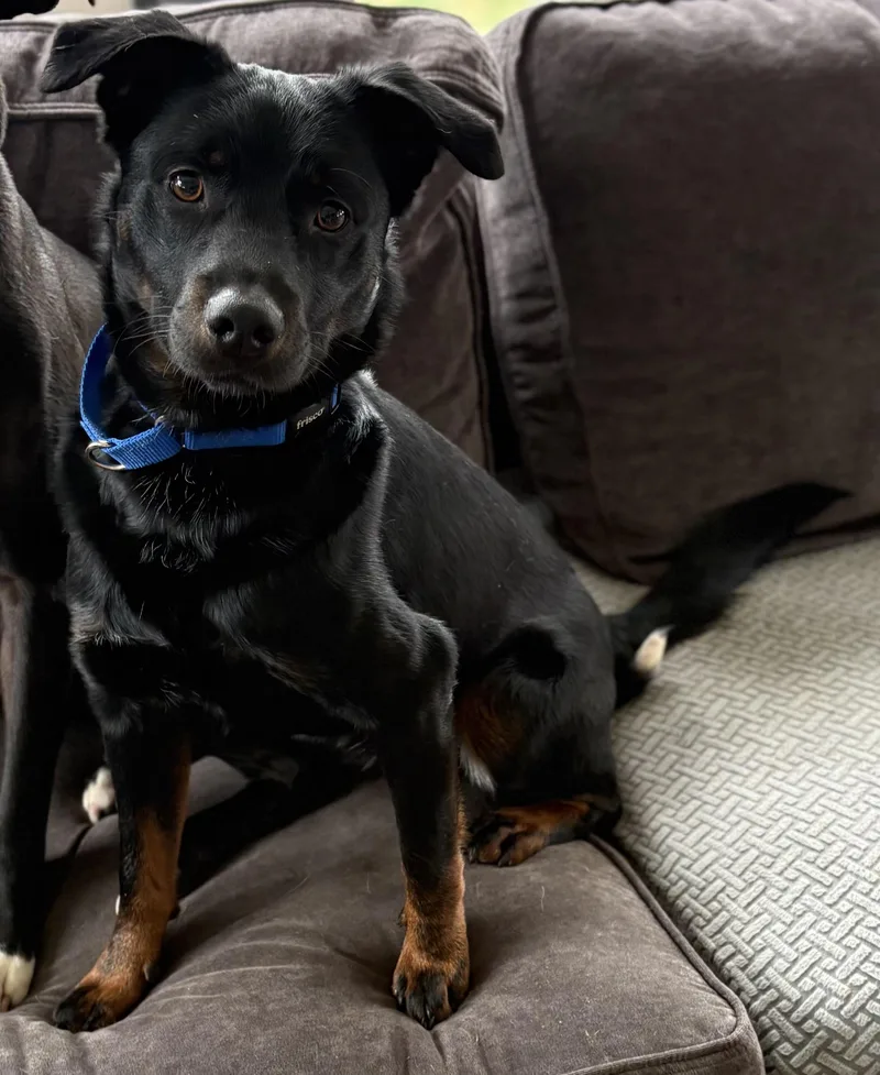 A young medium-sized male Mixed Breed dog named Seamus Ronan for adoption in Chelmsford, MA