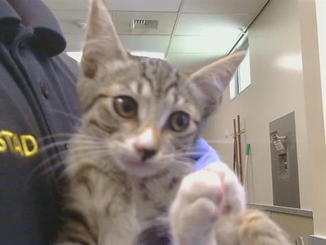 A baby small-sized female Domestic Short Hair cat named Muffin for adoption in Sacramento, CA
