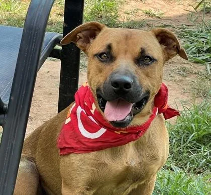 An adult medium-sized male Mixed Breed dog named Toofer for adoption in Seneca, SC