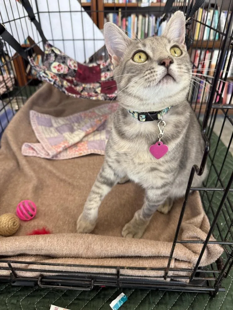 An adult medium-sized male Domestic Short Hair cat named D.c. for adoption in Saint Augustine, FL