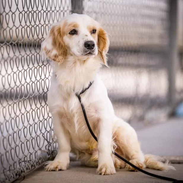An adult small-sized male Apricot / Beige Cocker Spaniel dog named Marshmallow for adoption in Joshua Tree, CA
