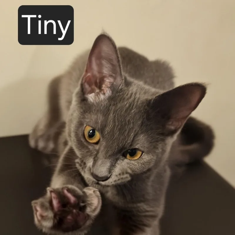 A young medium-sized female Gray / Blue / Silver Domestic Short Hair cat named Tiny for adoption in SNOW HILL, NC