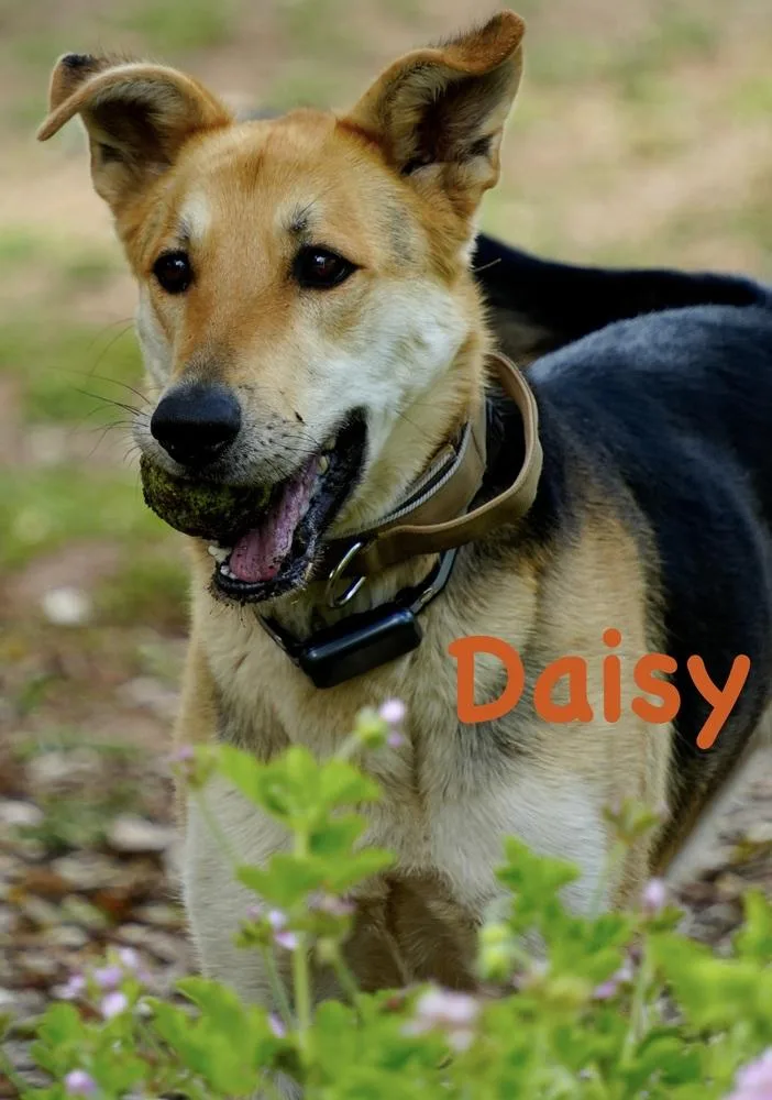 An adult large-sized female Tricolor (Brown, Black, & White) Shepherd dog named Daisy for adoption in Bonita, CA