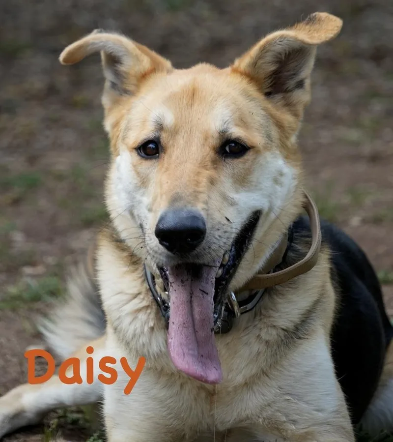 Daisy thumbnail 2