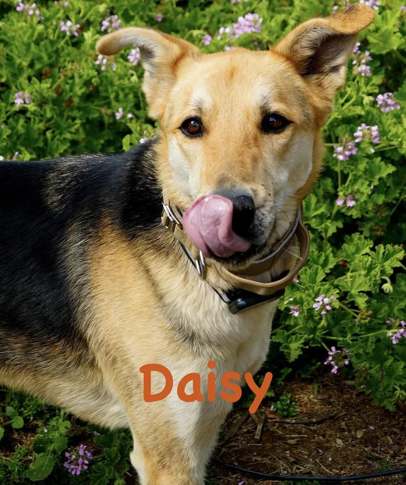 Daisy thumbnail 3
