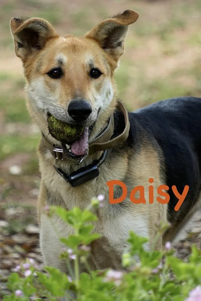 Daisy thumbnail 4