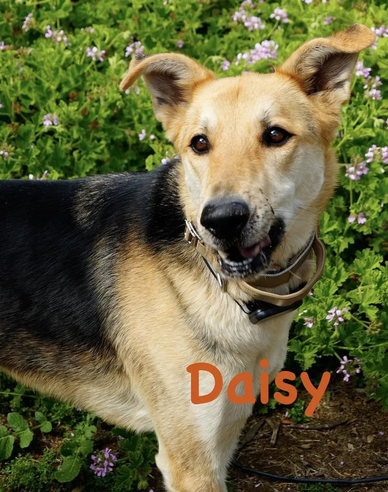 Daisy thumbnail 5