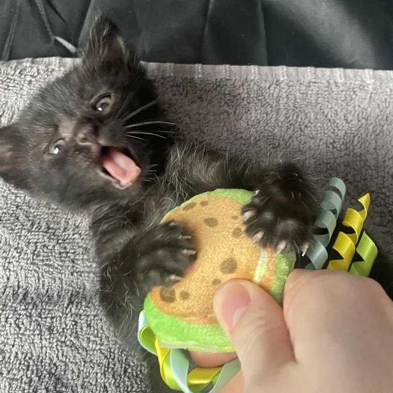 A baby small-sized male Black Domestic Short Hair cat named Goosey for adoption in Nashville, IN