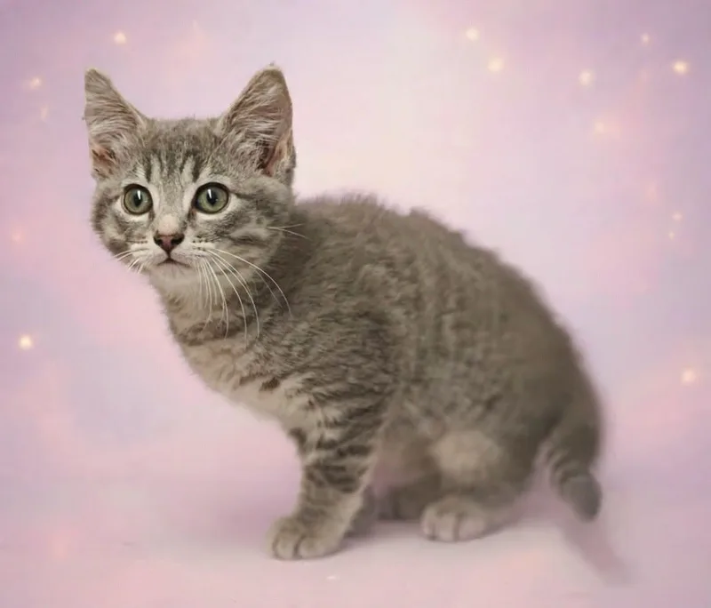 A baby medium-sized female Domestic Medium Hair cat named Foxy for adoption in Talladega, AL